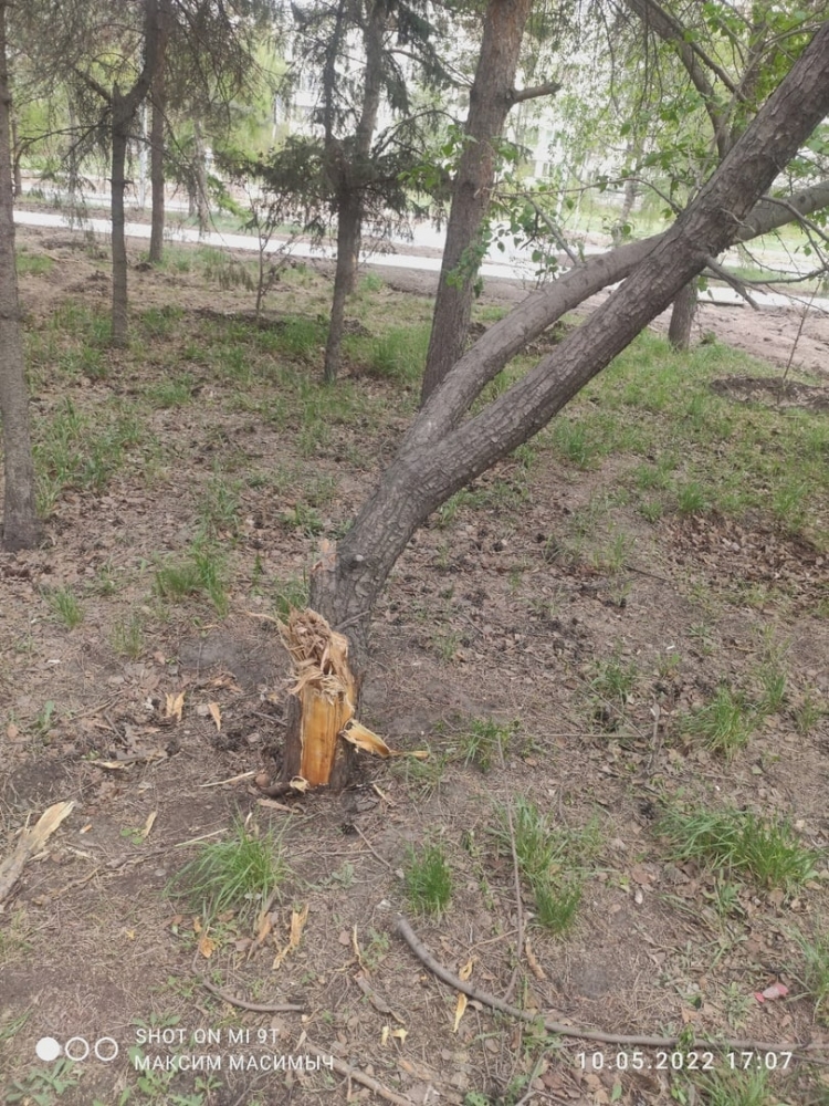В Омске при благоустройстве аллеи повредили деревья