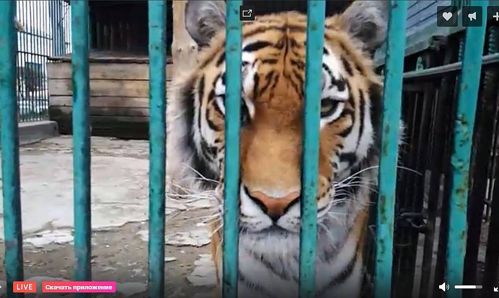 Омичам предлагают посодействовать Большереченскому зоопарку по СМС