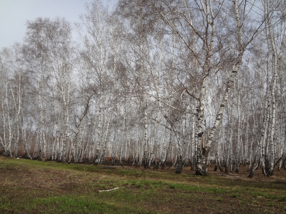 Прокуратура выявила, что мэрия Омска не поставила на кадастровый учет почти половину городского лесопарка