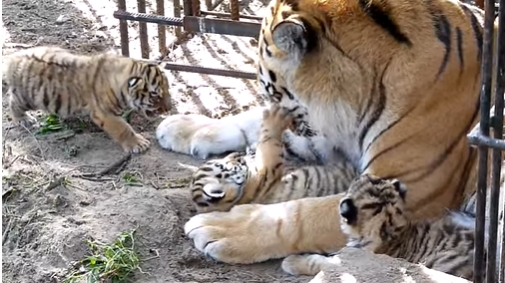 В зоопарке под Омском у тигриной пары родилось трое малышей