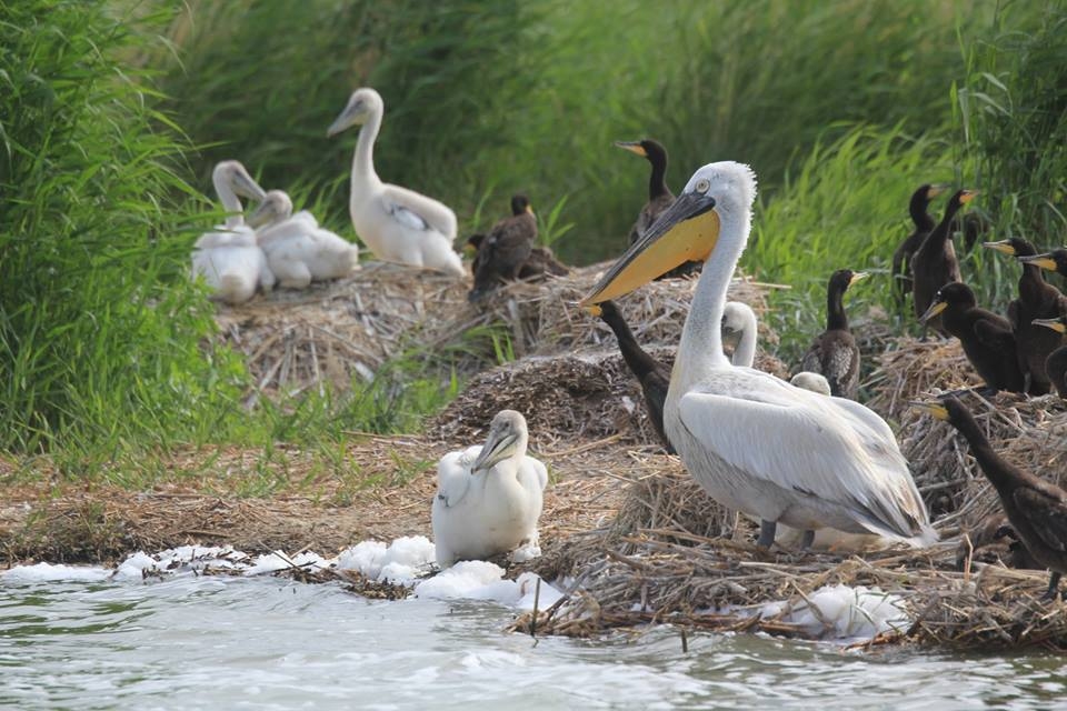 Отличные новости для пеликанов Омской области