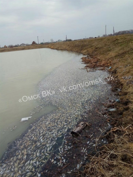 Под Кормиловкой сотни рыб вынесло на берег мертвыми