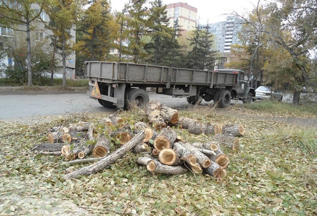 Круговорот деревьев в Омске: кому это выгодно?