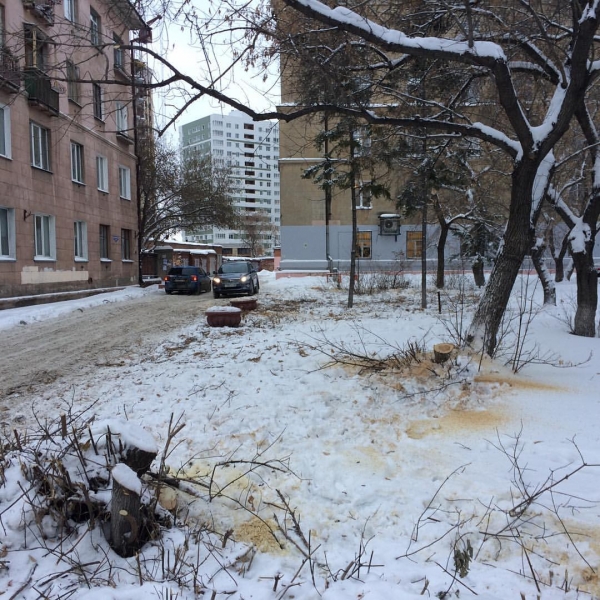 Порубили дерева — получили бабки