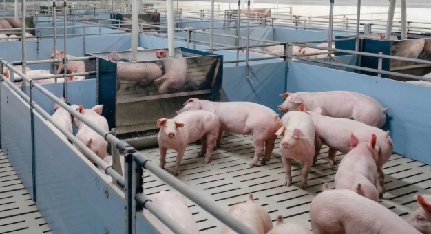 Комплекс «Чунаевский-2» группы «ПРОДО» вышел на этап реализации продукции