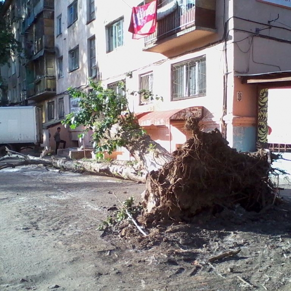 Тополь, рухнувший в Омске на автомобиль, лежит на прежнем месте