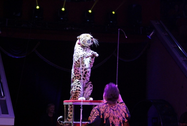 Новогодний сюрприз в Омском цирке — лицом к «лицу» с леопардом!