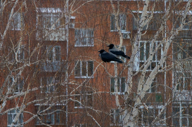 Ноябрь в Сибири