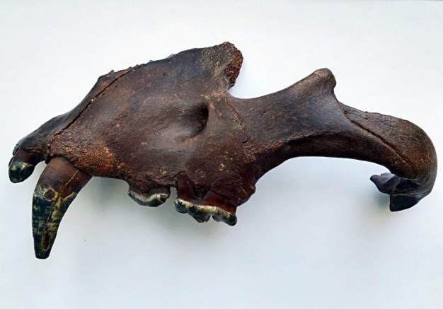 Усть-Ишимские археологи нашли останки редкого древнего животного