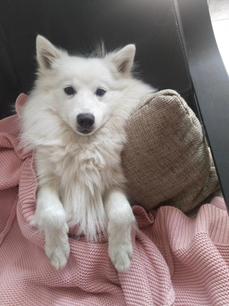 Пять «шпицовых навыков»