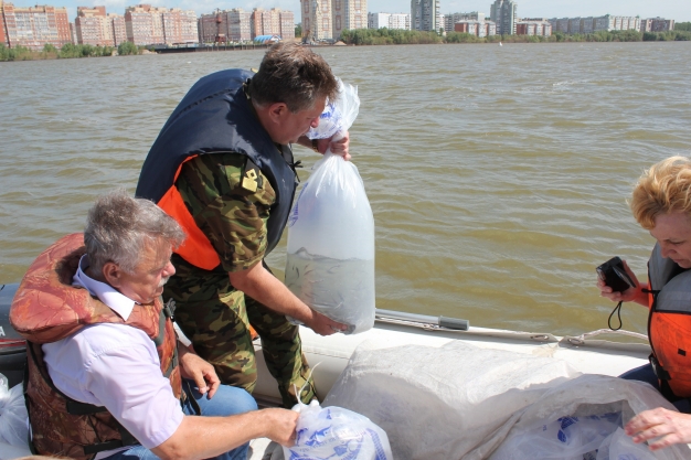  В Иртыш тысячами запускают стерлядь