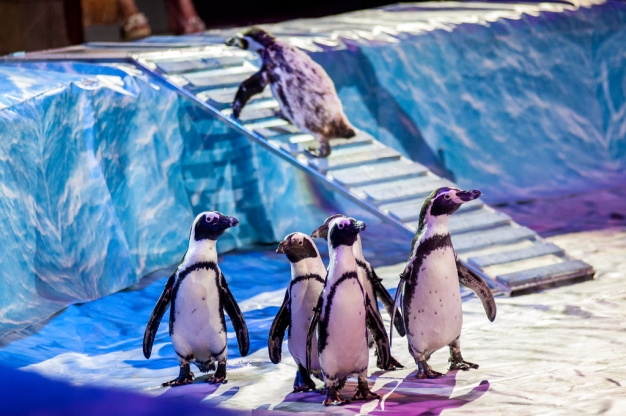 В омском цирке шьют новогодние костюмы пингвинам