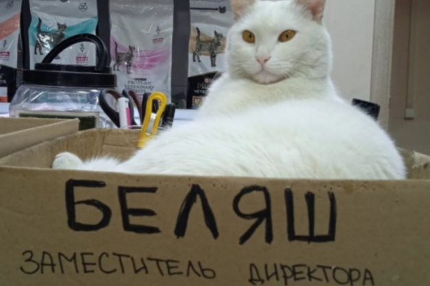 Анекдот в картинках и не только. Выпуск от 11.12.2022
