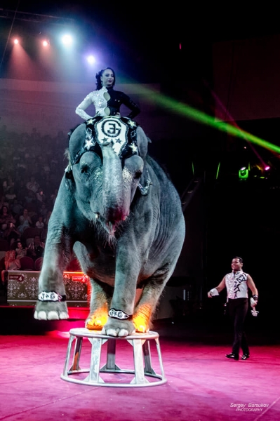 Омский цирк и «ВОмске» дарят билеты в VIP-ложу на новую цирковую программу «Мотошоу со слоном»