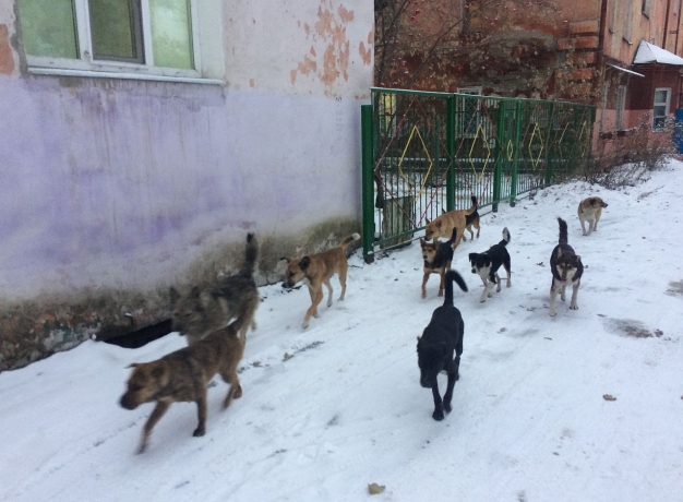 В Омске живут не только люди