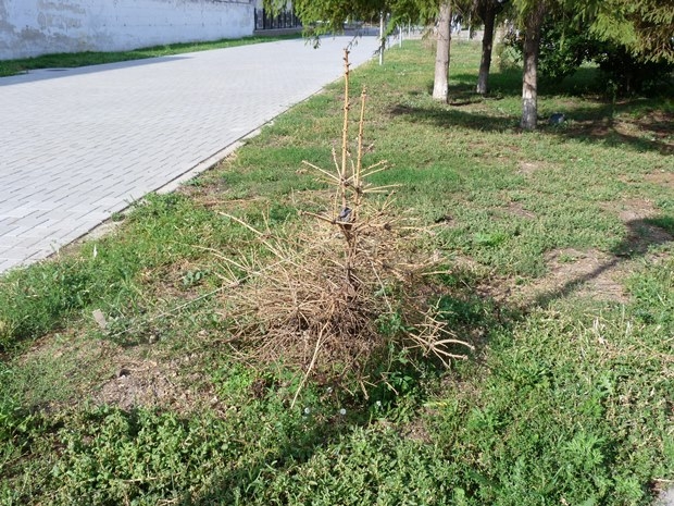 У музыкального театра засохли деревья, высаженные во время благоустройства территории