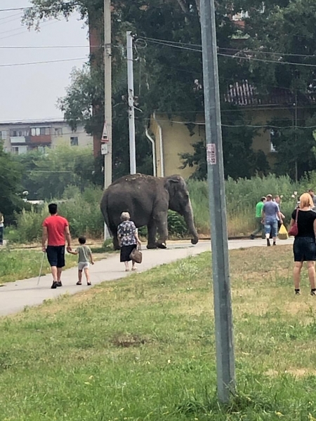 По Омску слона водили