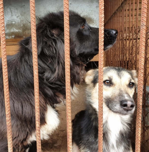 Омский муниципальный приют для бездомных собак заработал по новым правилам