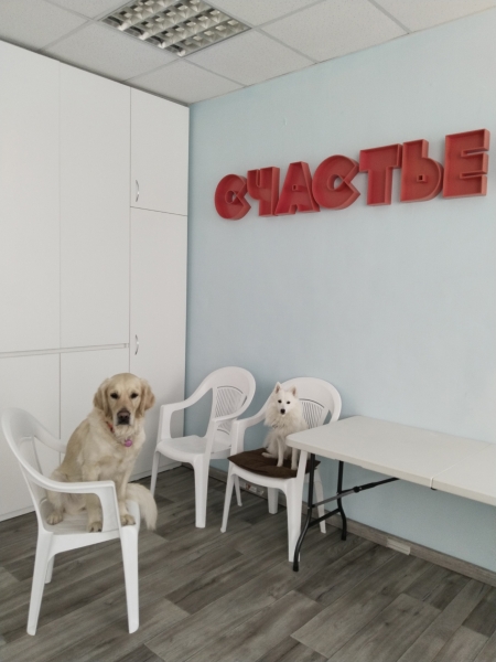 Некоторым собакам достаются воспитанные люди, другим приходится все свое свободное время тратить на их подготовку