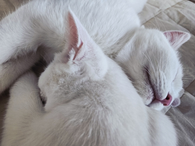 Что такое «абсолютное спокойствие»? 