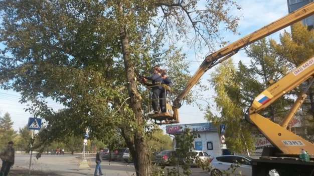 Ответственные за массовую вырубку деревьев в Омске пока не нашлись