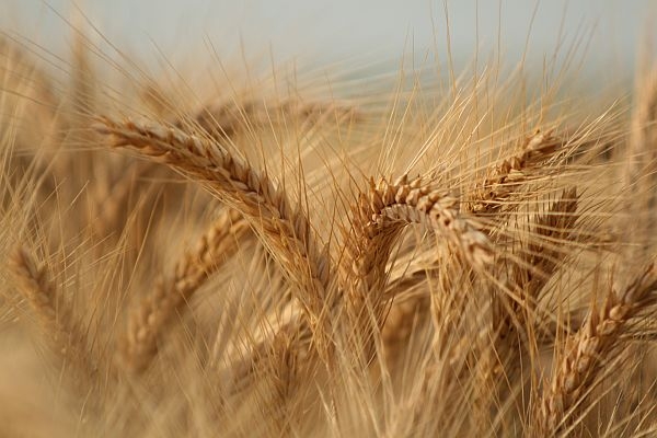Омское зерно названо одним из лучших в стране