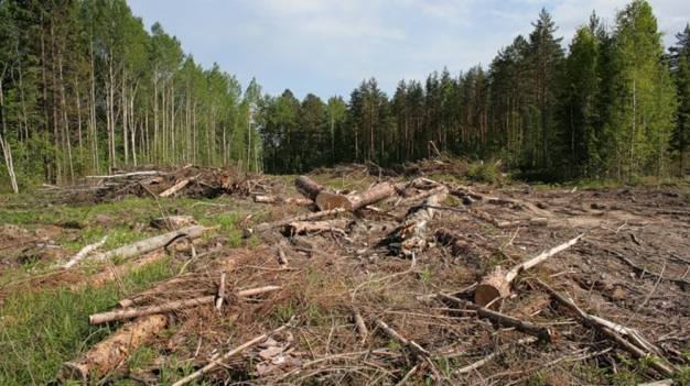 Прокурор попенял Буркову на беспредел с лесозаготовками