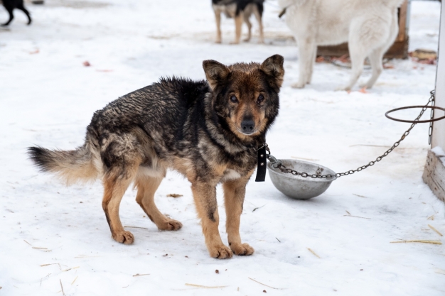 Видите на улице замерзающего бездомного пса — позвоните в муниципальный приют