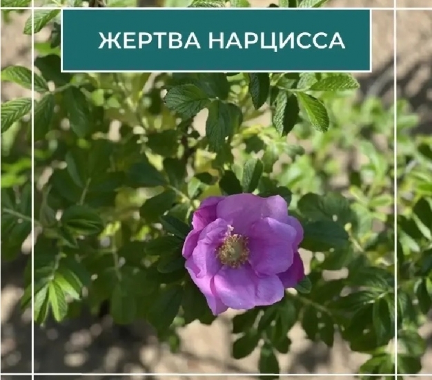 Как помочь девушке 19 лет выйти из отношений с нарциссом?