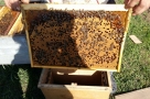 Суд встал на сторону омских пасечников в деле о массовой гибели пчел