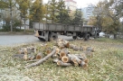 Круговорот деревьев в Омске: кому это выгодно?