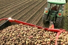Омская область завершает уборку картофеля и овощных культур