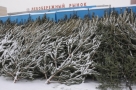 Где в Омске купить новогоднюю елку