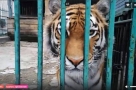 В Омске организовали телемарафон в поддержку Большереченского зоопарка