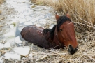 Омские полицейские спасли жеребца от гибели в студеном болоте