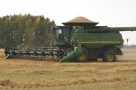 Уборка зерновых в Омской области идет с опережением планов