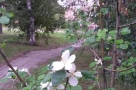 В начале сентября в Омске расцвела яблоня
