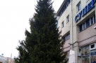 У омского «Каскада» установили первую новогоднюю елку