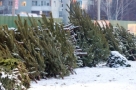 В Омской области за последние пять лет вдвое снизилось количество срубленных «новогодних» хвойных деревьев