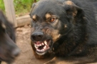 Стая бездомных собак терроризирует омичей в парке Победы