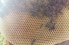 Калачинские пчеловоды отсудили 3,3 миллиона рублей за отравленных пчел