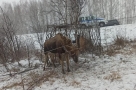 Спасти рядового сохатого