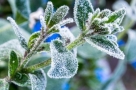 Штормовое предупреждение из-за заморозков будет действовать в Омске всю ближайшую неделю