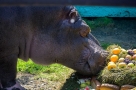 Большереченский зоопарк приглашает на юбилей к бегемоту Кенигу