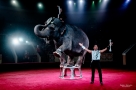 Кристиан Гертнер: «Мы учим слонов, как своих детей»