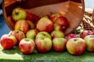 Омичей приглашают поделиться «добрым» яблоком