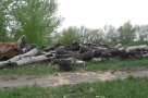 Петицию Путину против вырубки деревьев на «Зеленом острове» в Омске написала жительница Новосибирска