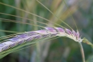 Омскую фиолетовую пшеницу передают на испытания в госкомиссию