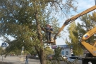 Ответственные за массовую вырубку деревьев в Омске пока не нашлись