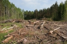 Прокурор попенял Буркову на беспредел с лесозаготовками